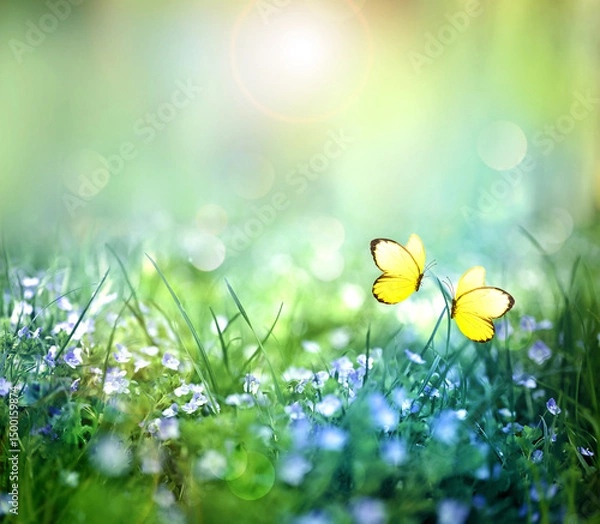Obraz Beautiful wild flowers and butterfly in meadow summer nature.