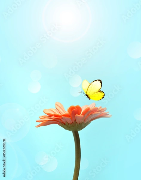 Obraz Flower and butterfly with blur shiny background. Nature background.