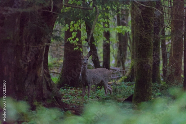 Fototapeta a majestic deer stands gracefully in the dense forest of berne, bathed in soft natural light. its rich brown coat contrasts beautifully with the lush green foliage, creating a serene, timeless scene.