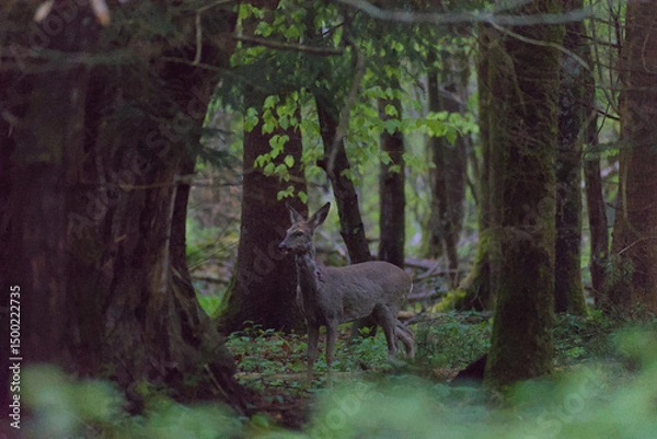 Fototapeta a majestic deer stands gracefully in the dense forest of berne, bathed in soft natural light. its rich brown coat contrasts beautifully with the lush green foliage, creating a serene, timeless scene.