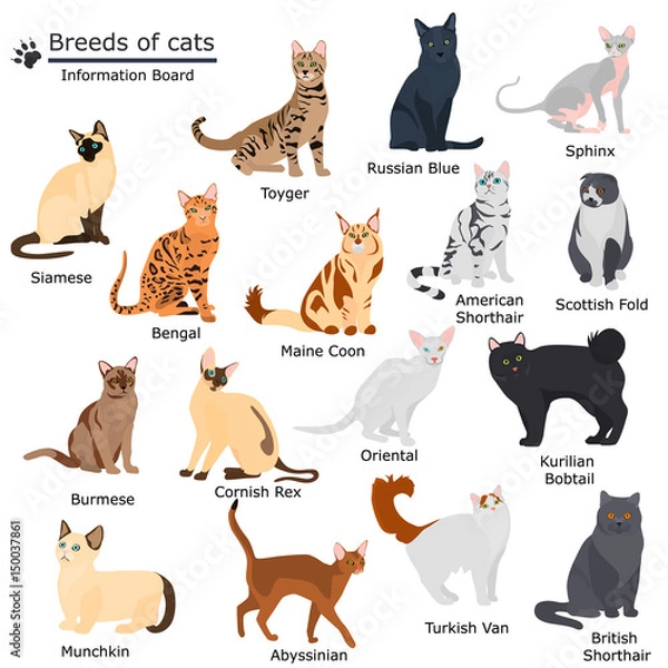 Fototapeta Set of cats breeds color flat icons for web and mobile design