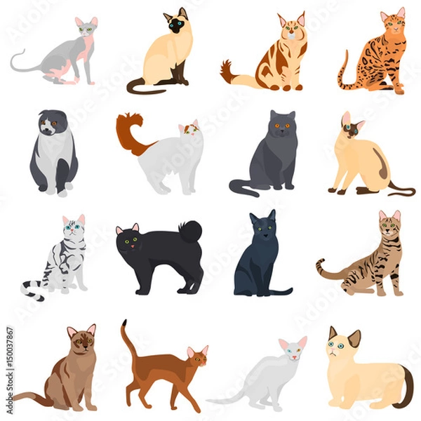 Fototapeta Set of cats breeds color flat icons for web and mobile design