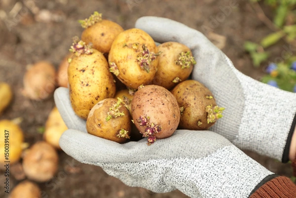 Obraz Farmer planting yellow potato in soil ground in garden. Hands in gloves with sprout potatoes close up macro. Growing organic vegetables