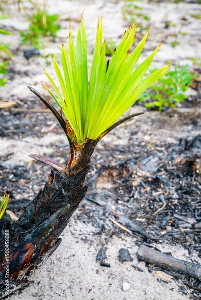 Obraz Palm sprouts