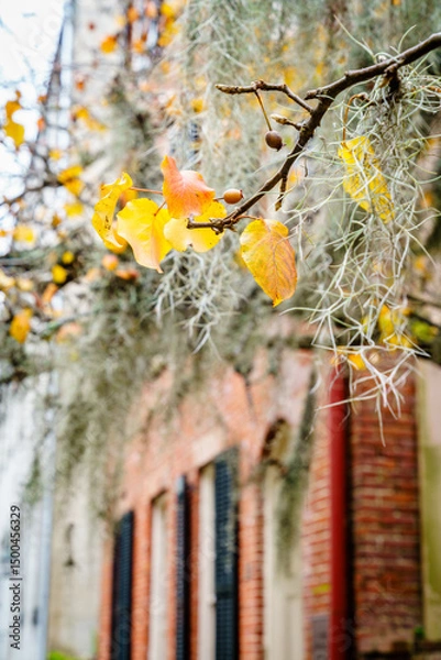 Obraz Winter in Savannah