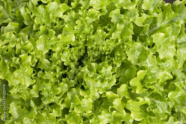 Fototapeta Leaf Lettuce