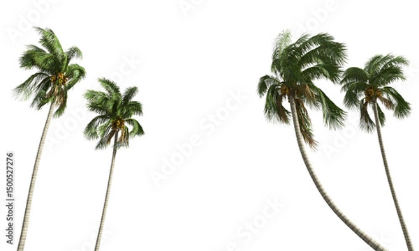 Obraz Cut out realistic coconut trees collection on transparent backgrounds. high quality 3d rendering. png format	