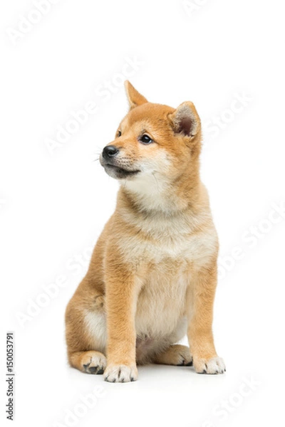 Fototapeta Beautiful shiba inu puppy isolated on white