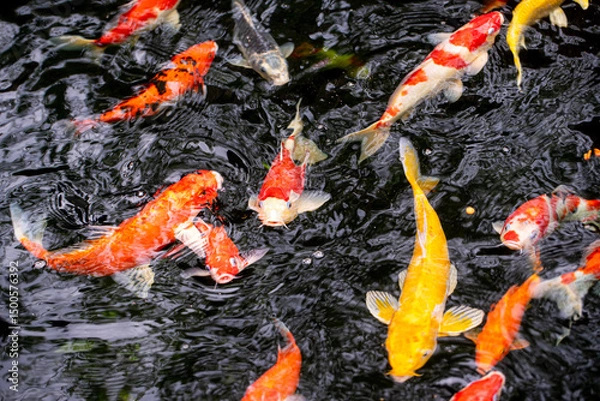 Obraz Koi fish in pond