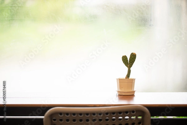 Fototapeta Small cactus with window light