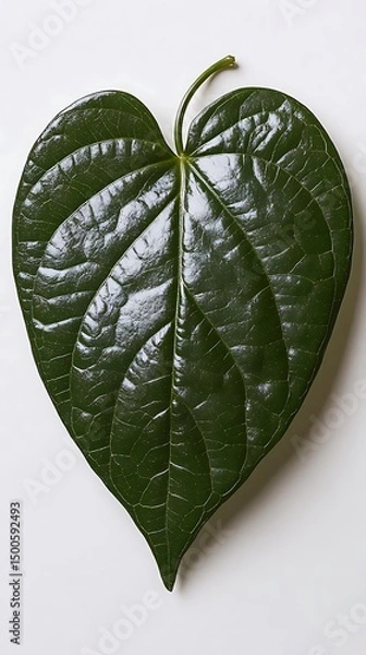 Obraz Heart-shaped leaf, isolated, white background, botany