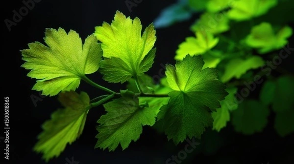 Fototapeta Vibrant Green Leaves with Intricate Texture Captured in Natural Light Against a Dark Background for Nature and Botanical Themes