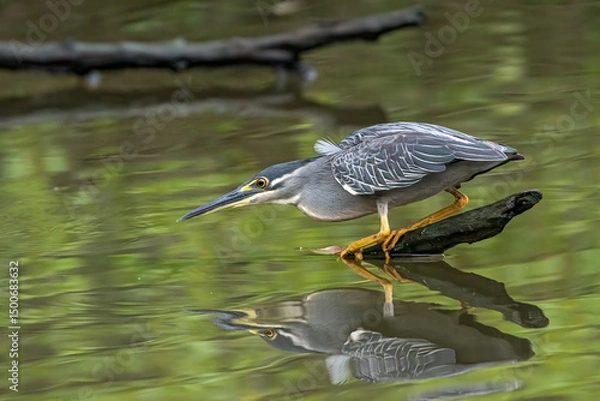 Fototapeta A heron waits on a tree branch waiting for a fish to pass by