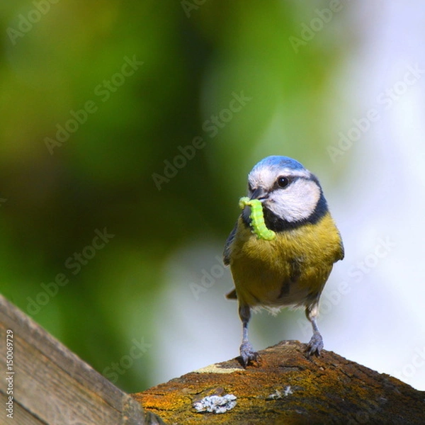 Fototapeta Blaumeise