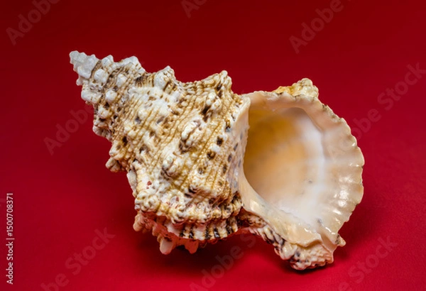 Fototapeta Textured Seashell on a Red Background