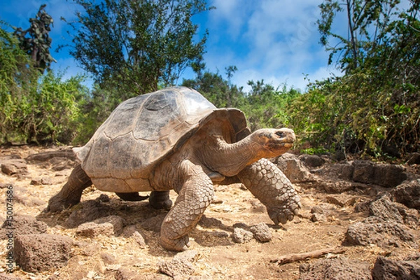 Obraz Ivory Turtle. The Galapagos tortoise. The Galapagos Islands. Ecuador.