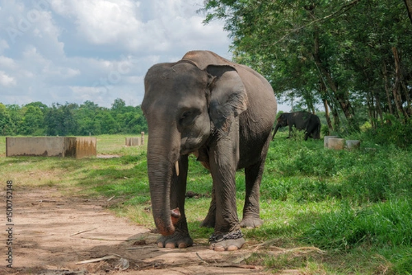 Fototapeta Sumatran elephant (Elephas maximus sumatranus) in Way Kambas National Park Lampung Indonesia
