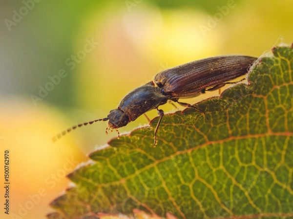 Fototapeta A close-up of a Click Beetle on a leaf in the sunshine
