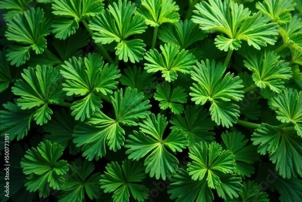 Obraz Intricate parsley leaves forming a natural pattern , harvest, nature