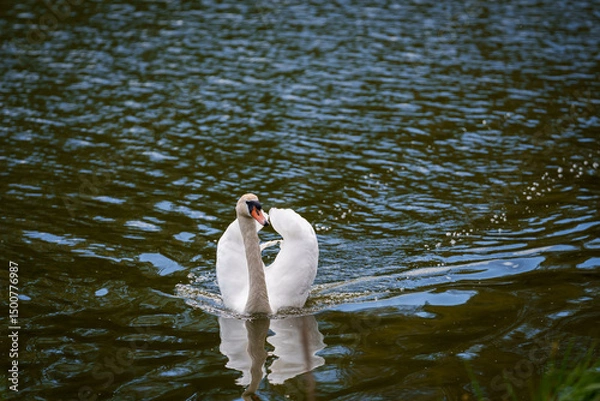 Fototapeta Selective focus photo. Mute swan bird in lake.