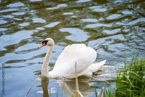Fototapeta Selective focus photo. Mute swan bird in lake.