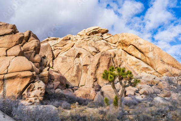 Fototapeta Desert Sunlight and Joshua tree in National Park, California