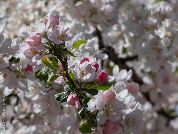 Fototapeta View of an apple tree in full bloom flowering with pink flower buds and white blossoms in an orchard