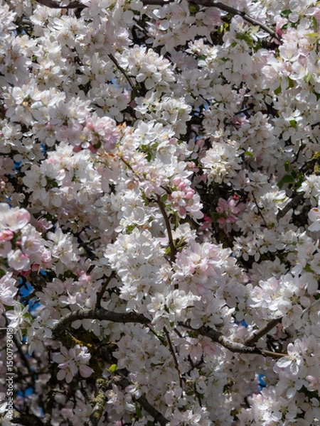 Fototapeta View of an apple tree in full bloom flowering with pink flower buds and white blossoms in an orchard