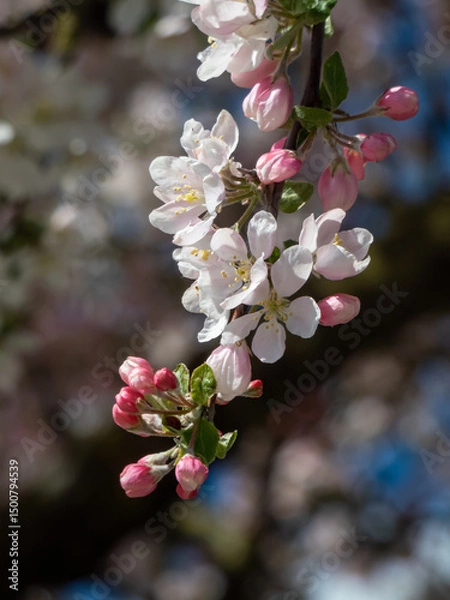 Fototapeta View of an apple tree in full bloom flowering with pink flower buds and white blossoms in an orchard