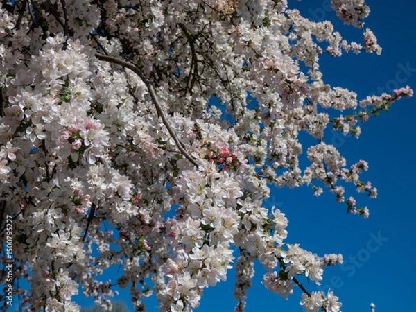 Fototapeta View of big apple tree in full bloom with pink flower buds and white blossoms in an orchard with blue sky in background