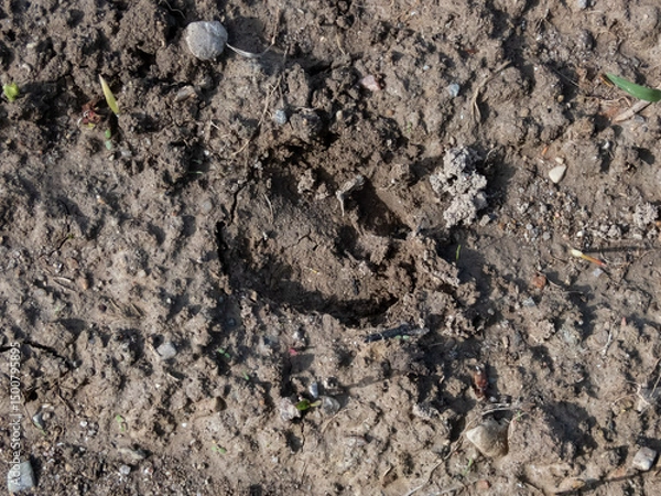 Fototapeta Footprint of roe deer (Capreolus capreolus) in deep and wet mud in the ground. Tracks of animals on a walking trail in the countryside