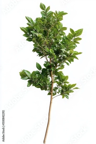 Obraz green tree isolated on white background