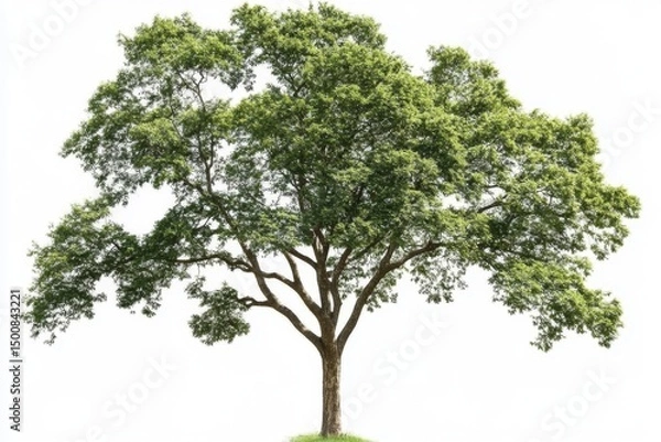Obraz green tree isolated on white background