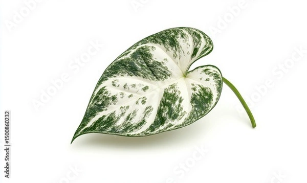 Fototapeta Variegated heart-shaped leaf, isolated, white background, nature