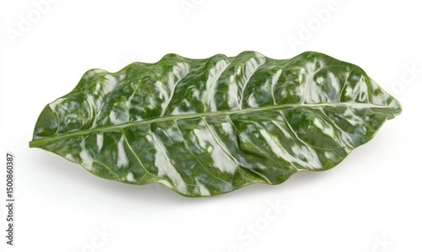 Fototapeta Variegated leaf, isolated on white, studio shot, botanical detail, nature background, for design