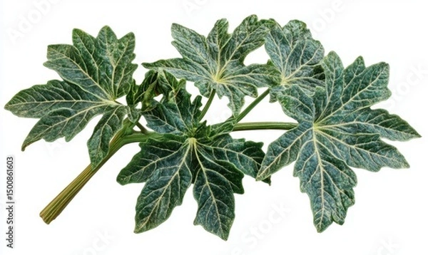Fototapeta Variegated plant sprig, isolated, white background, botanical illustration, nature design
