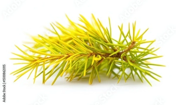 Fototapeta Yellow pine sprig, isolated, white background, nature, design
