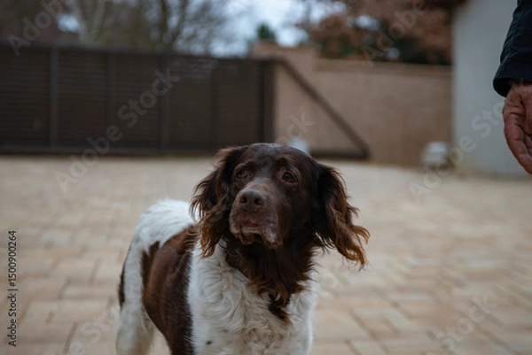 Fototapeta human hand play with  setter dog