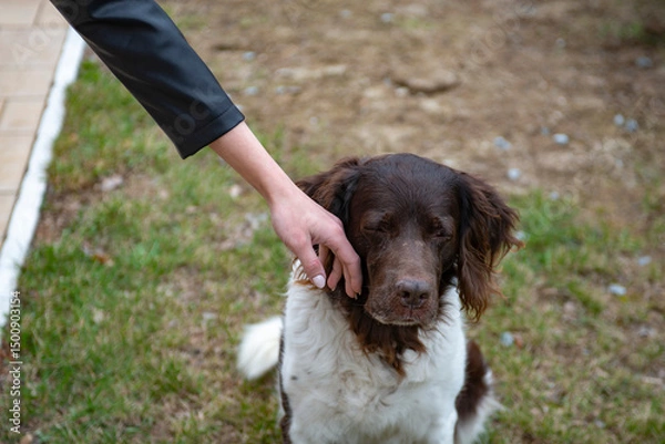 Obraz human hand play with  setter dog