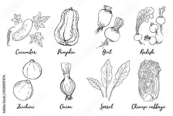 Fototapeta Sketch ink food vector. Vegetables outline line. Farm products. Cucumber, pumpkin, beetroot, zucchini, cabbage