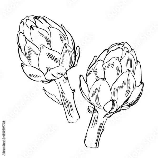 Fototapeta Artichoke Sketch ink food vector. Vegetables outline line. Farm products