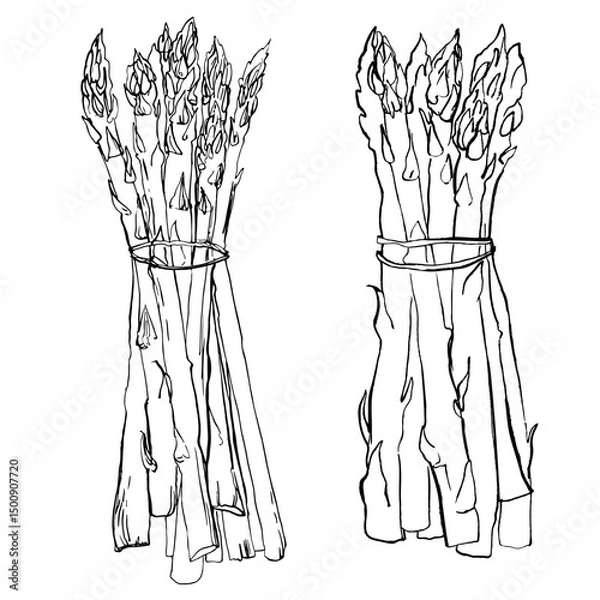 Fototapeta Green asparagus. Sketch ink food vector. Vegetables outline line. Farm products