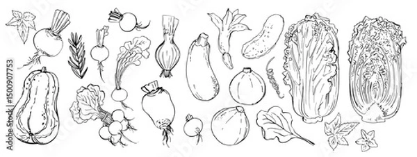 Fototapeta Sketch ink food vector. Vegetables outline line. Farm products. Cucumber, pumpkin, beetroot, zucchini, cabbage