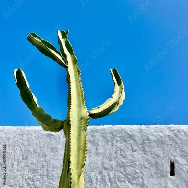 Obraz Cactus