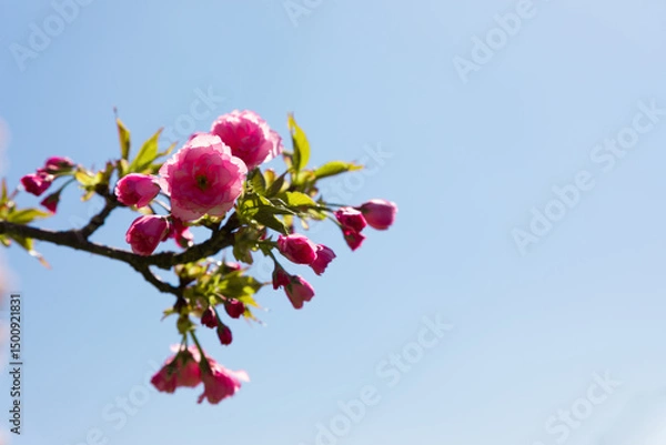 Fototapeta Close-up of a blooming cherry blossom branch with vivid pink flowers and buds set against a clear blue sky.