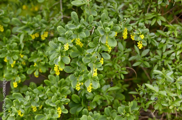 Fototapeta Beautiful unripe barberry bush in the spring garden. Family name Berberidaceae, Scientific name Berberis. Blurred image, selective focus