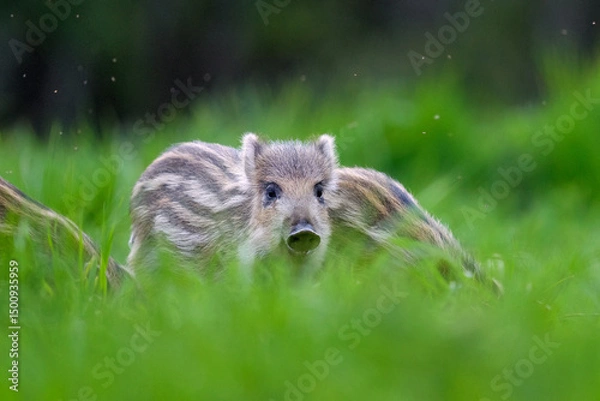 Obraz Wild boar piglet in the forest with other piglets