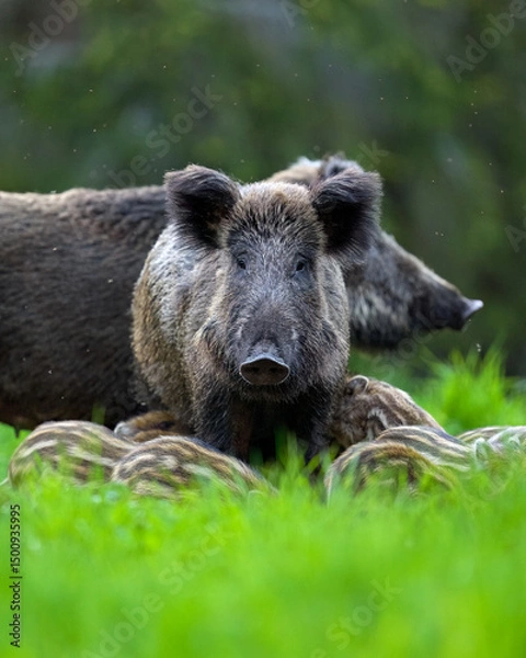 Obraz Wild boar with piglets in the forest another adult wild boar on the background
