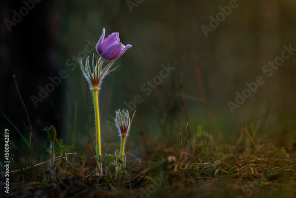 Obraz spring crocus flowers