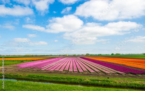 Obraz Beautiful tulip fields in spring